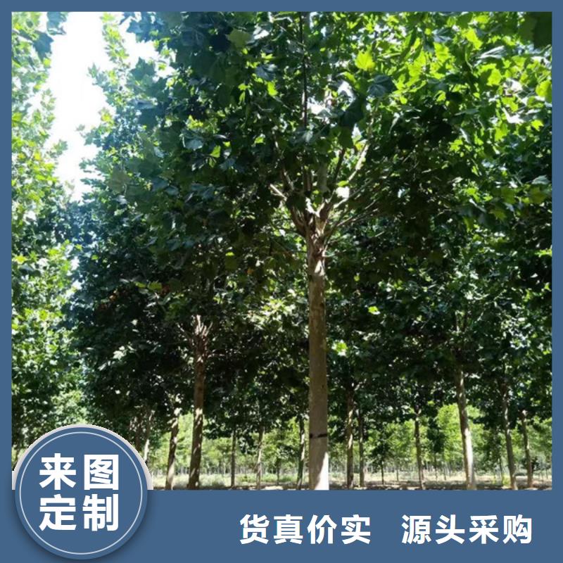 法桐,五角枫买的放心