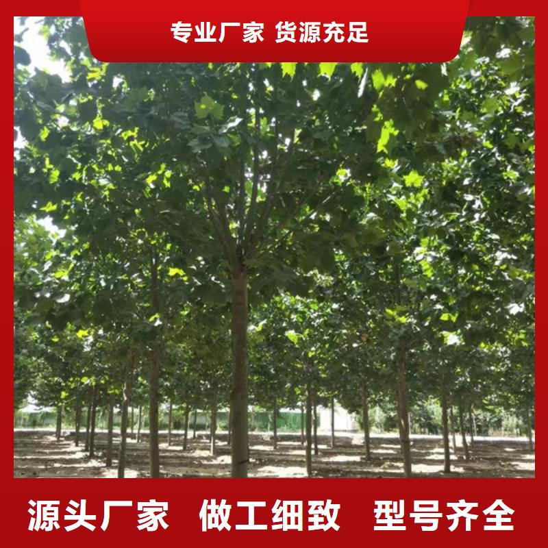 法桐 西府海棠本地配送