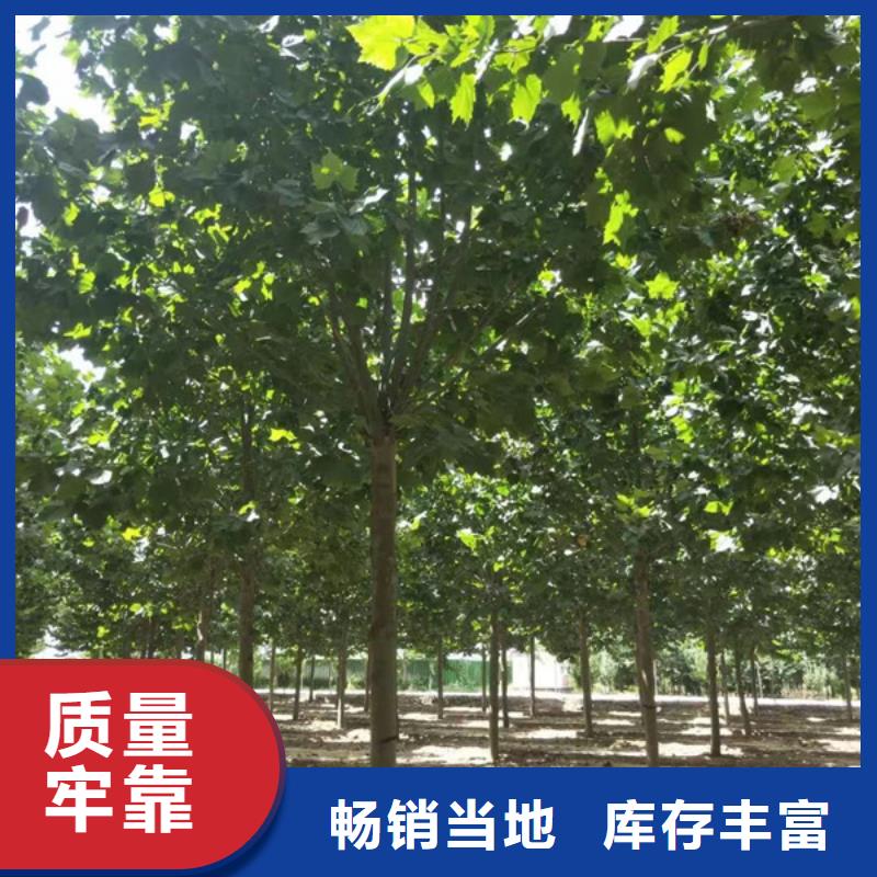 法桐 西府海棠本地配送