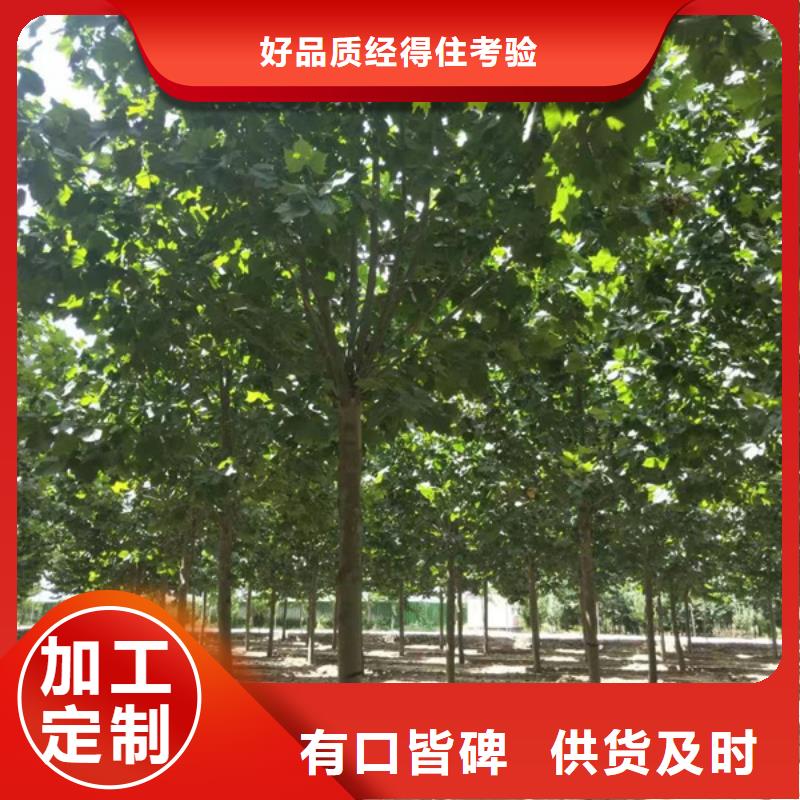 法桐 西府海棠本地配送