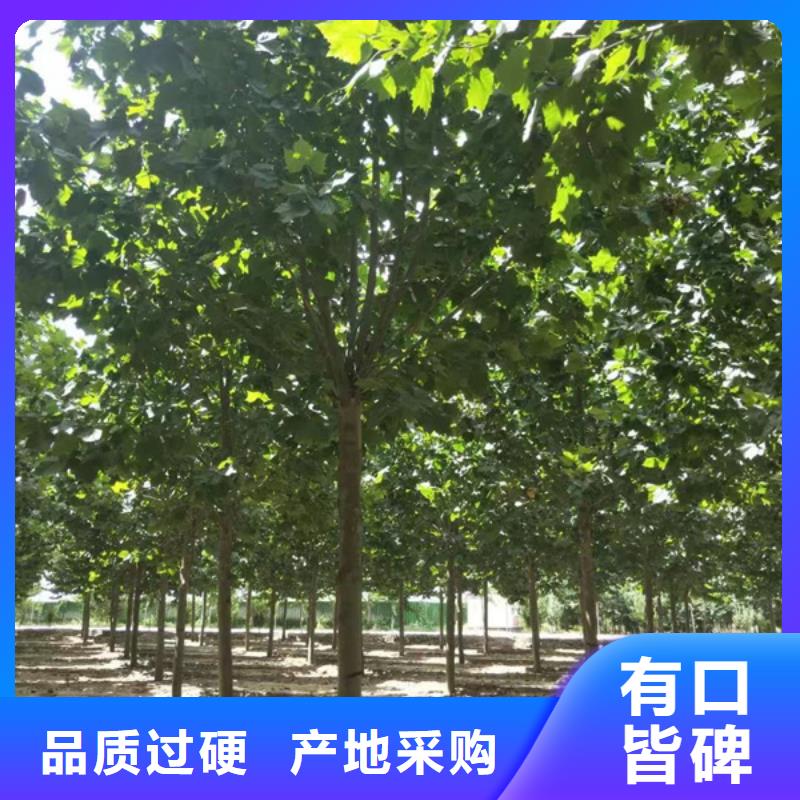 法桐,五角枫买的放心