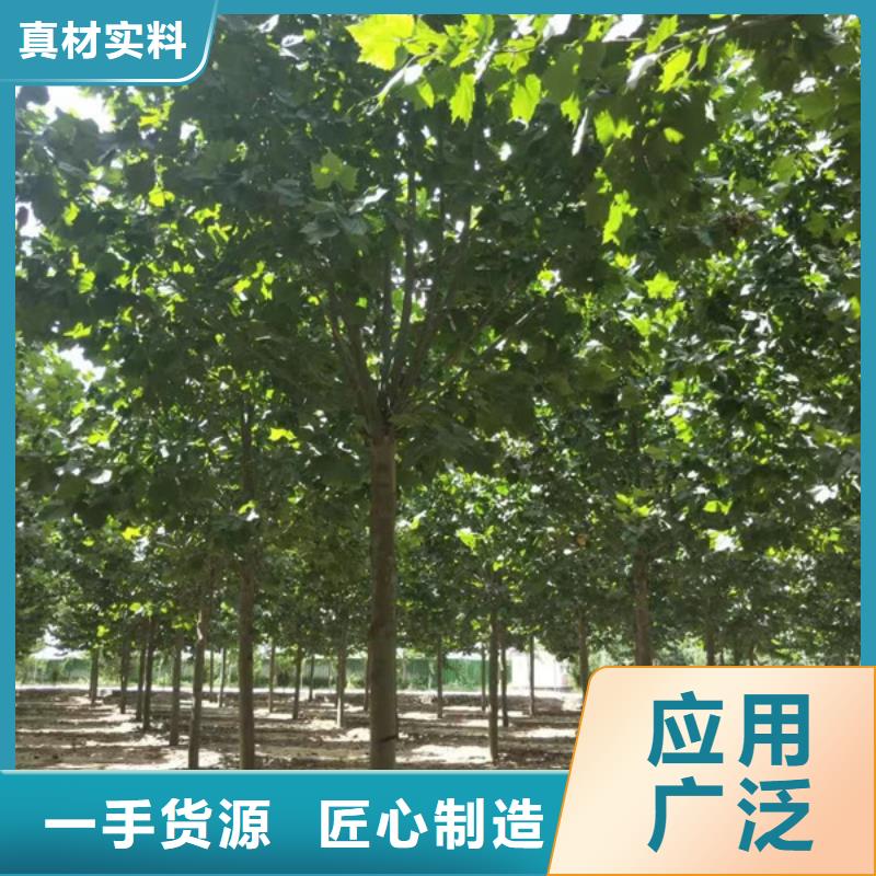 法桐 西府海棠本地配送