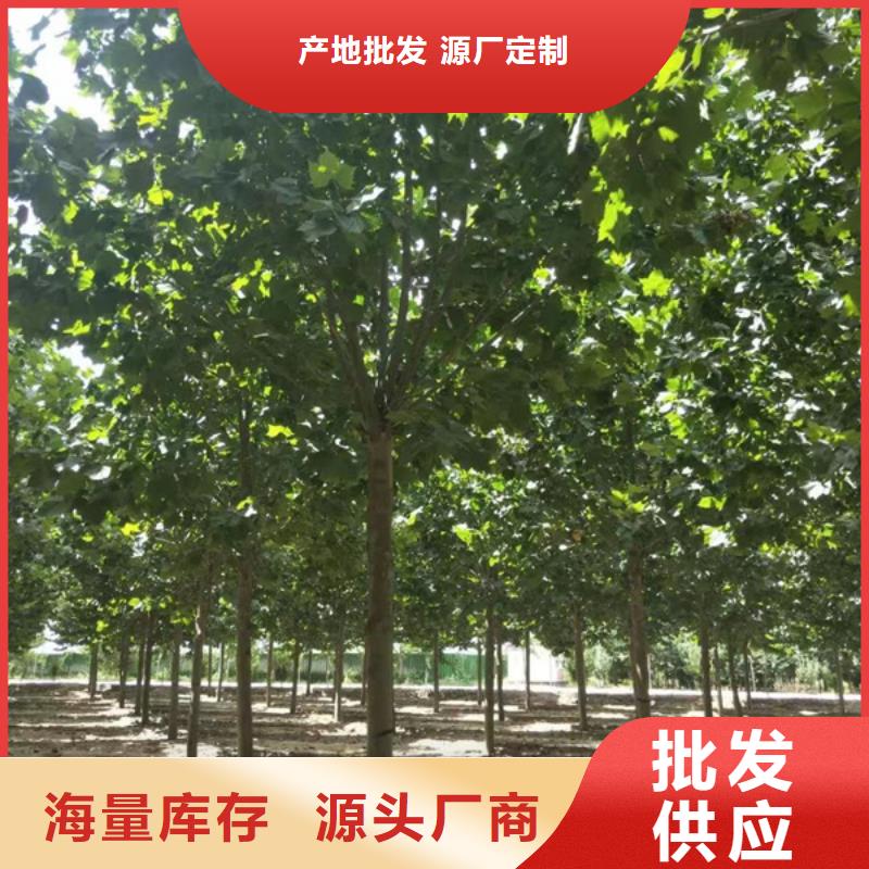 法桐 西府海棠本地配送