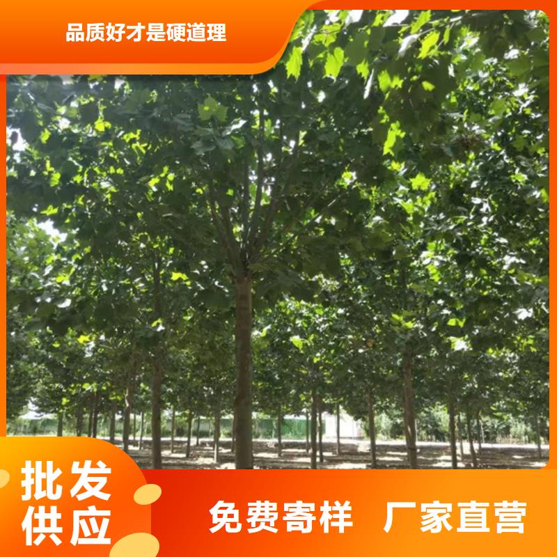法桐,五角枫买的放心