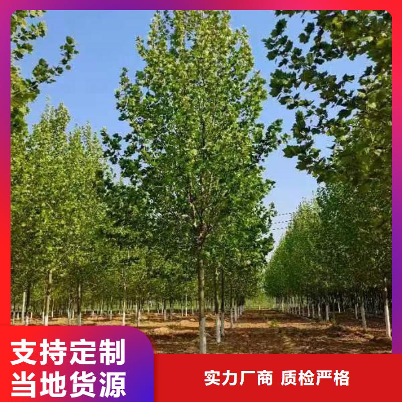 法桐 西府海棠本地配送