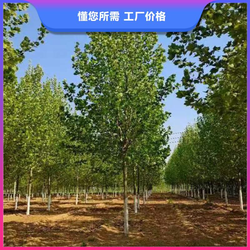 法桐 西府海棠本地配送