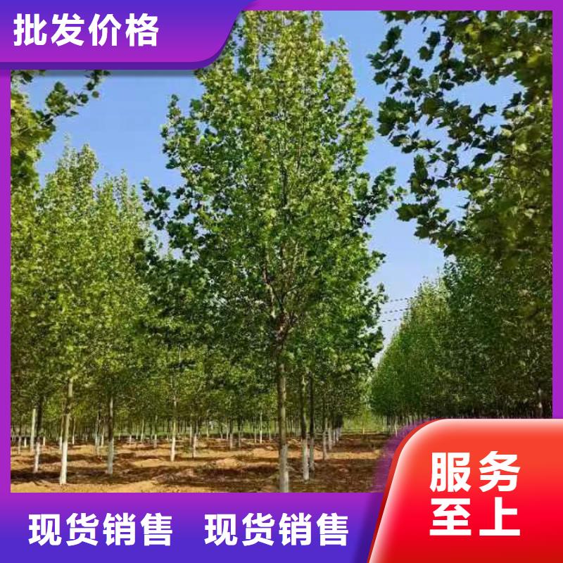 法桐,五角枫买的放心