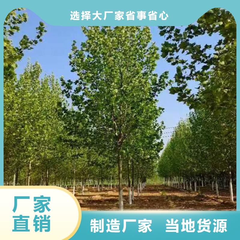 法桐 西府海棠本地配送