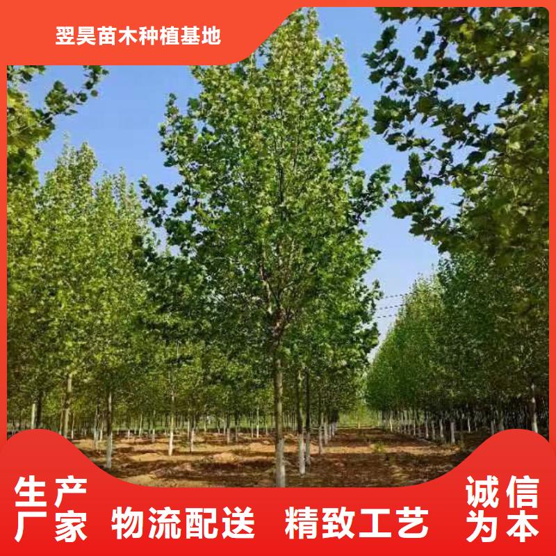 法桐,五角枫买的放心