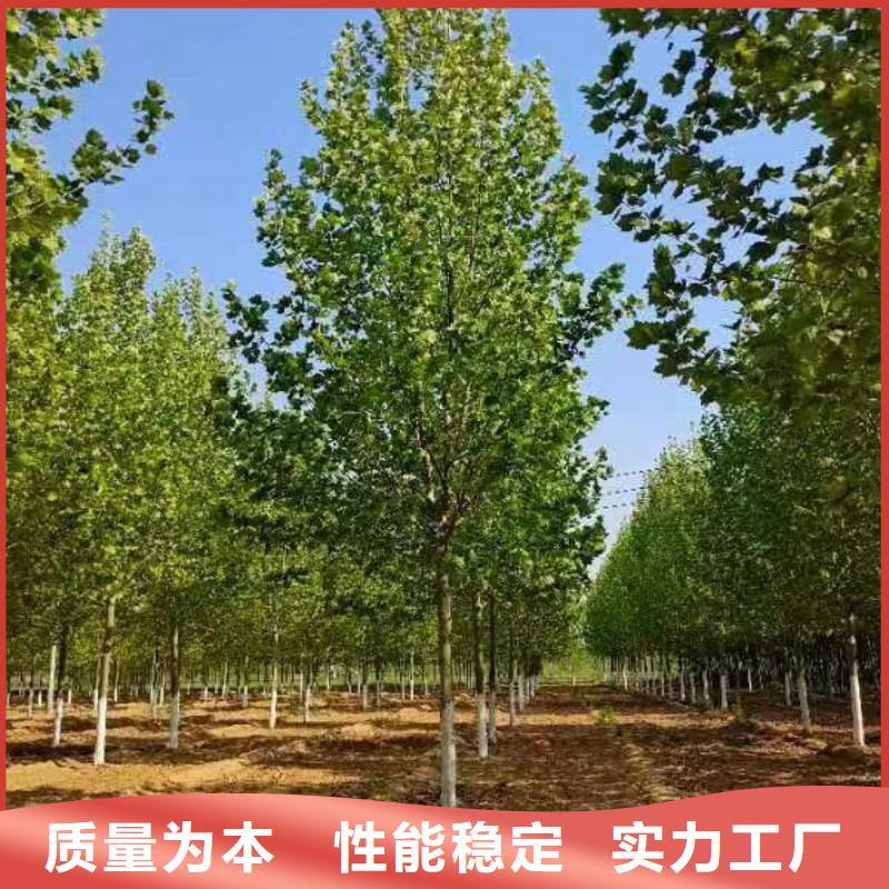 法桐,五角枫买的放心