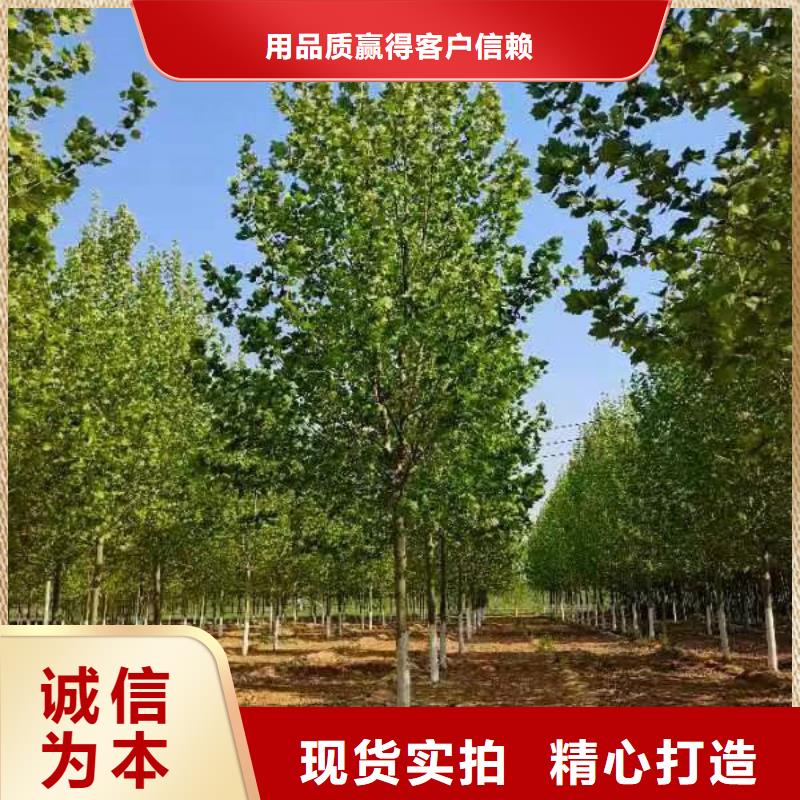 法桐,五角枫买的放心