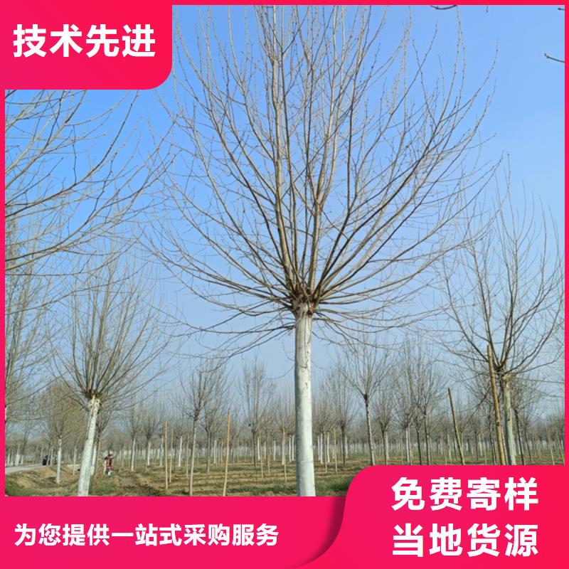 法桐 西府海棠本地配送