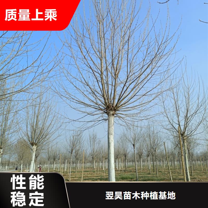 法桐 西府海棠本地配送