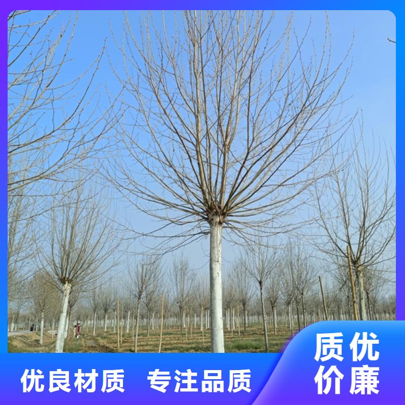 法桐,五角枫买的放心