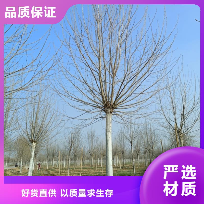 法桐,五角枫买的放心