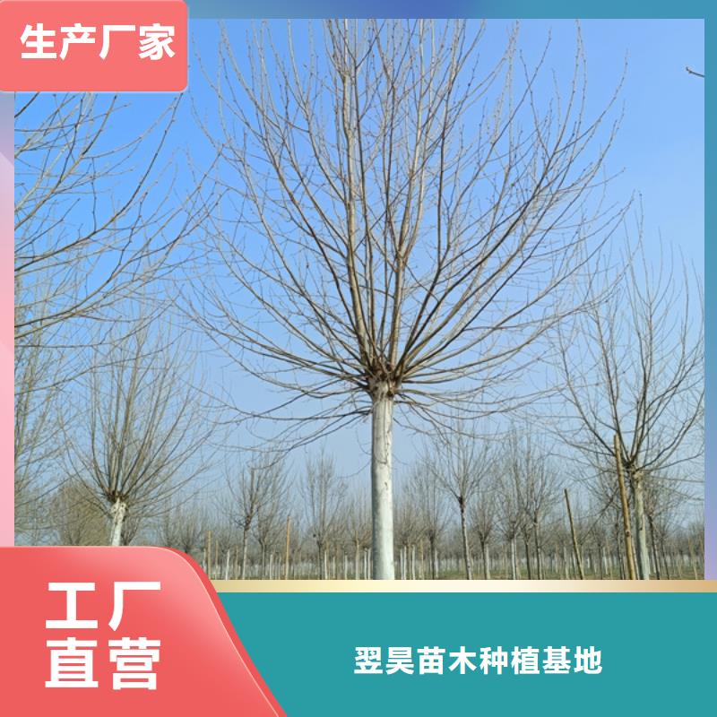 法桐 西府海棠本地配送