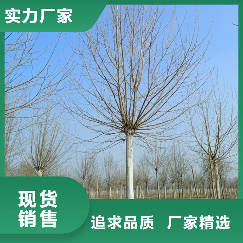 法桐,五角枫买的放心