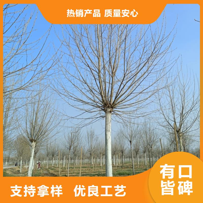 法桐,五角枫买的放心