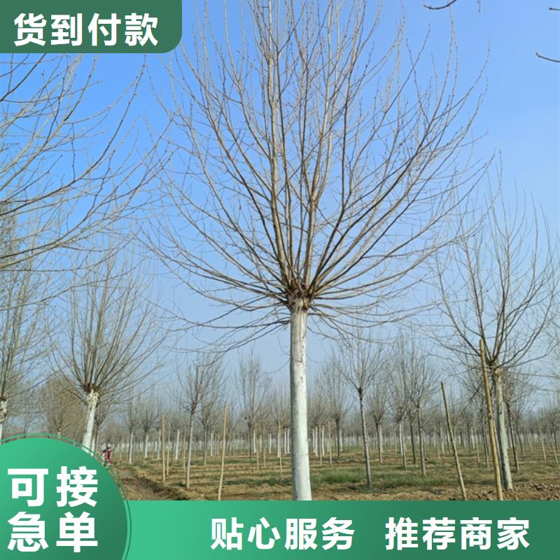 法桐 西府海棠本地配送