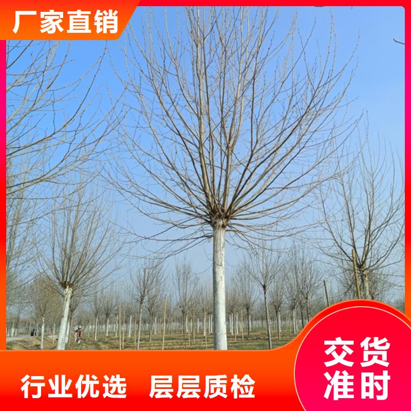 法桐 西府海棠本地配送