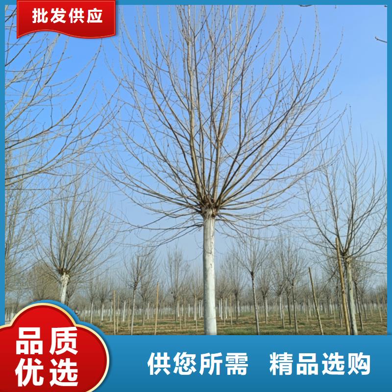 法桐 西府海棠本地配送