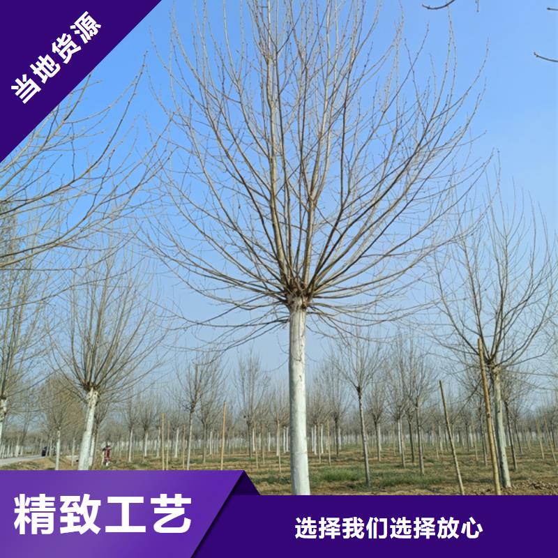 法桐 西府海棠本地配送