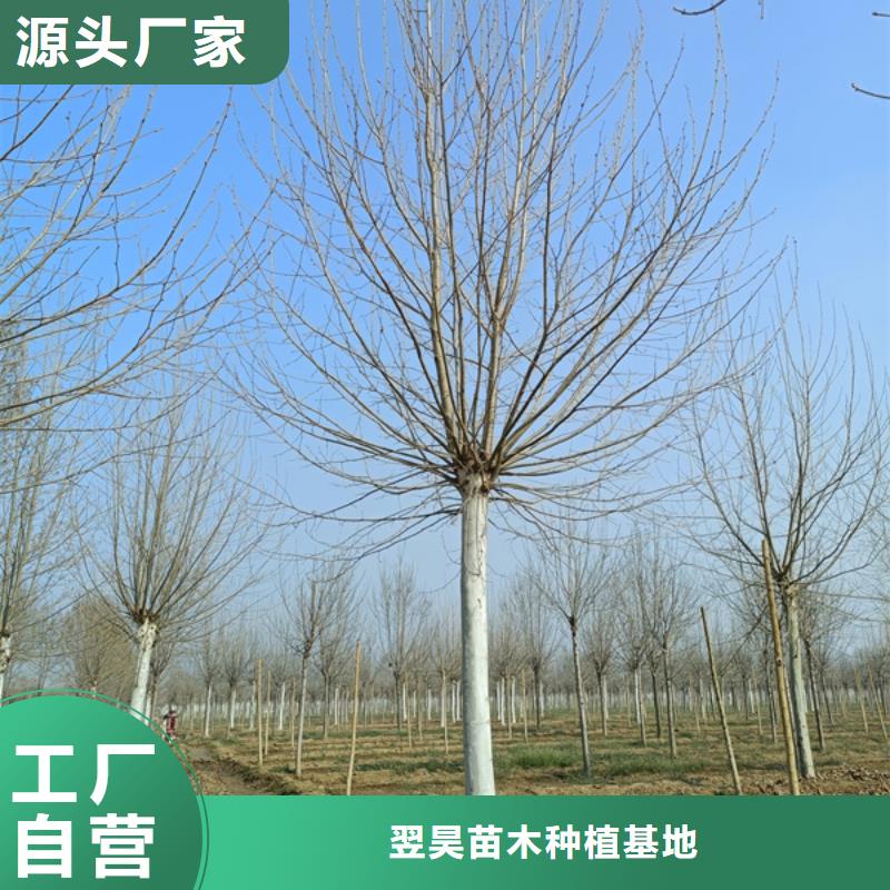 法桐 西府海棠本地配送