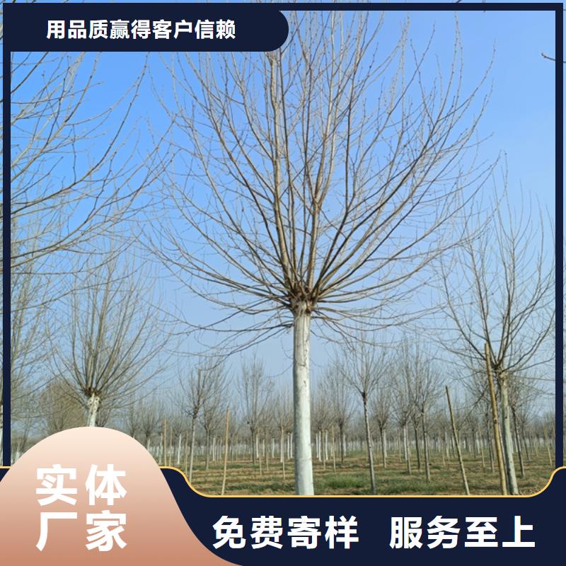 法桐 西府海棠本地配送