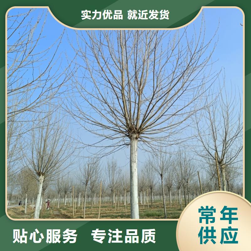 法桐 西府海棠本地配送