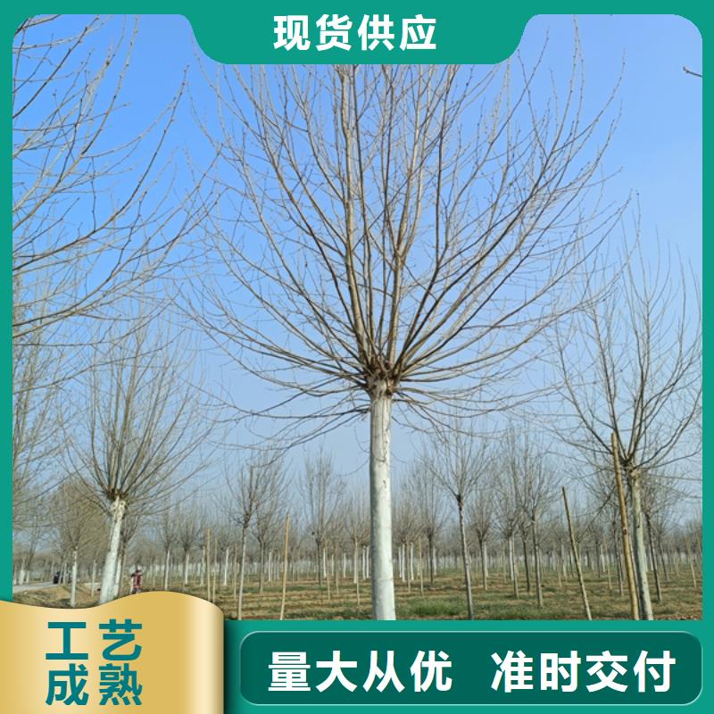 法桐 西府海棠本地配送