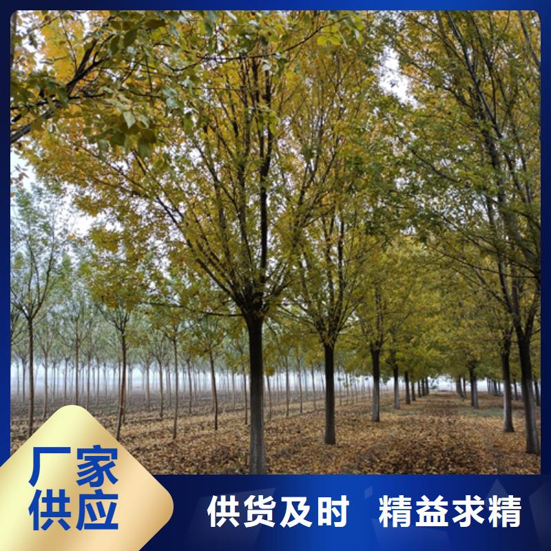 法桐-金叶复叶槭资质认证