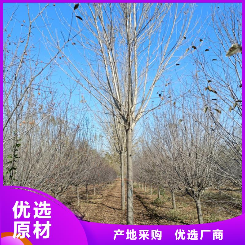 法桐-金叶复叶槭资质认证