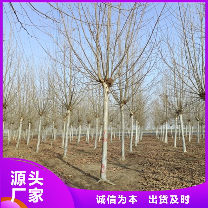 法桐-金叶复叶槭资质认证