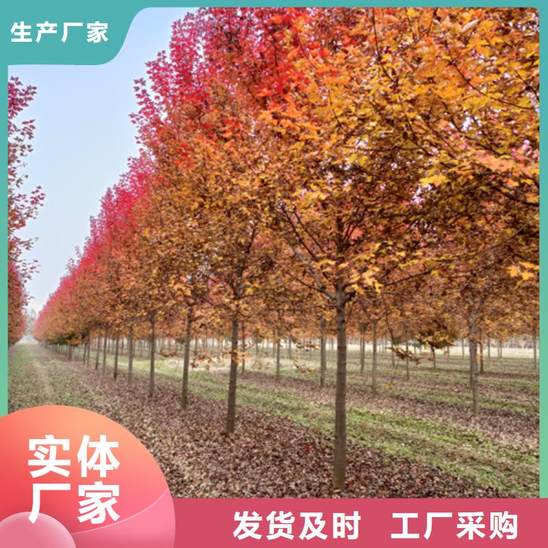 法桐-金叶复叶槭资质认证