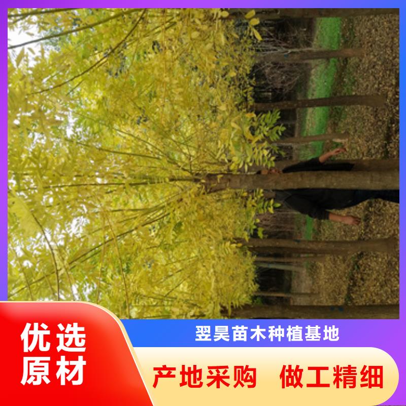 法桐-金叶复叶槭资质认证