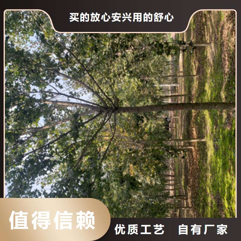 法桐-金叶复叶槭资质认证