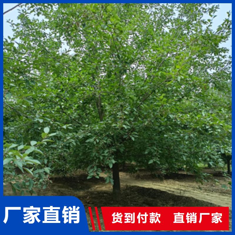 法桐-金叶复叶槭资质认证