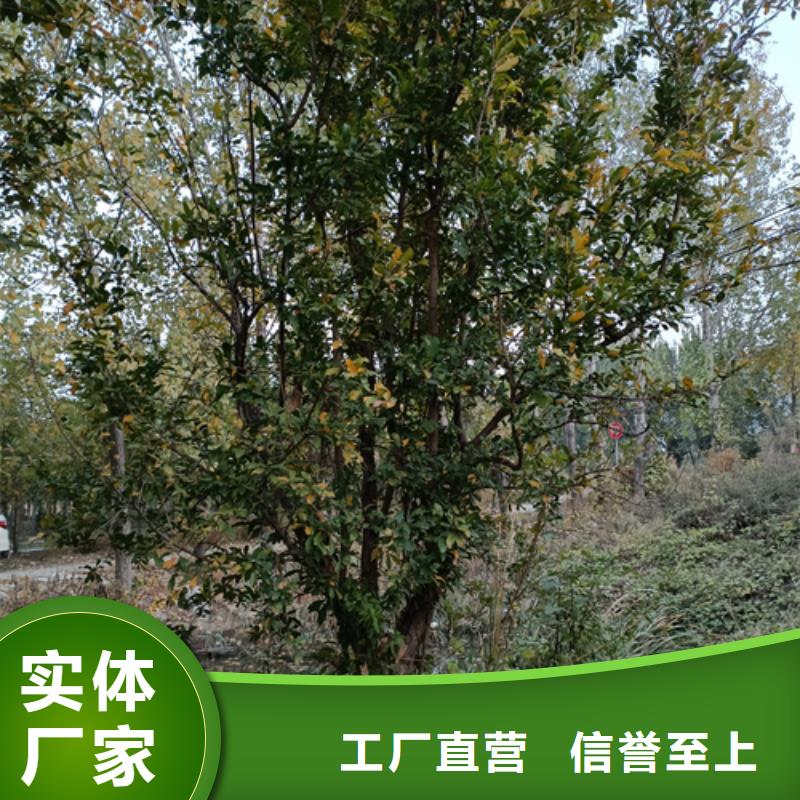 法桐-金叶复叶槭资质认证