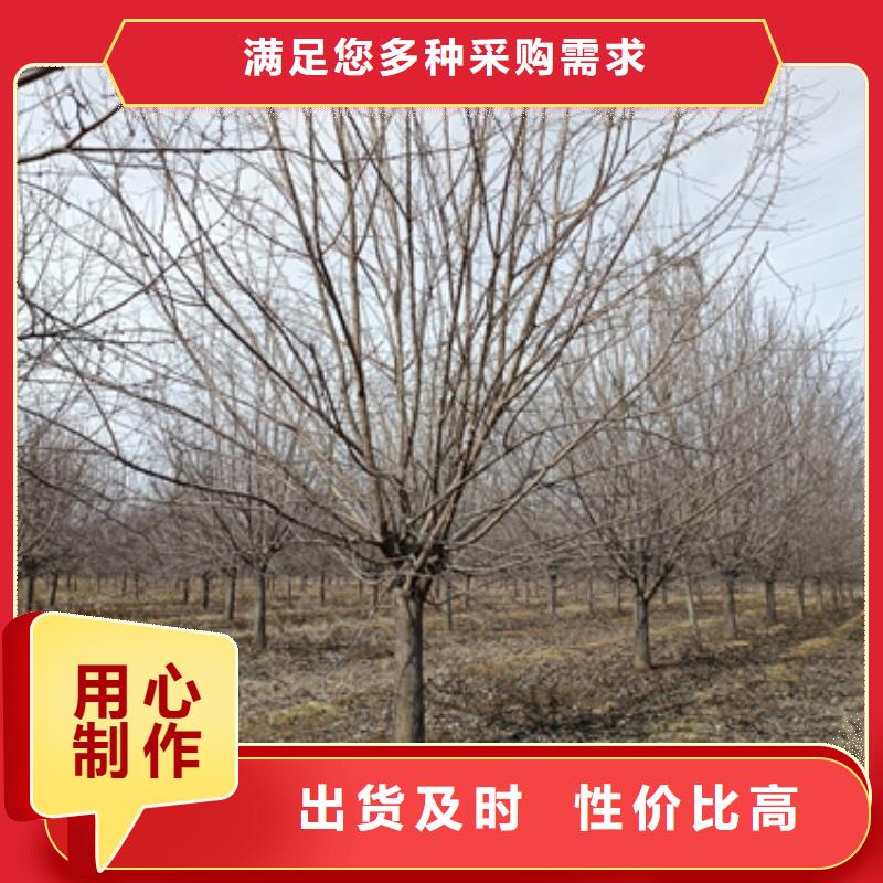 法桐-金叶复叶槭资质认证