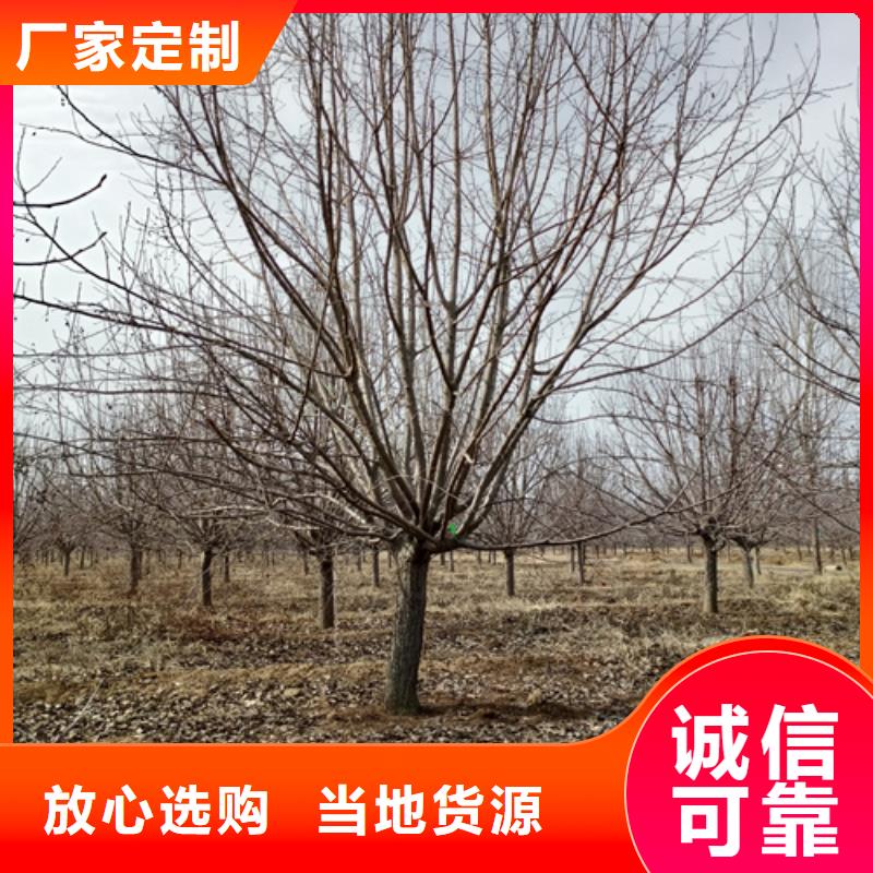 法桐颜色尺寸款式定制