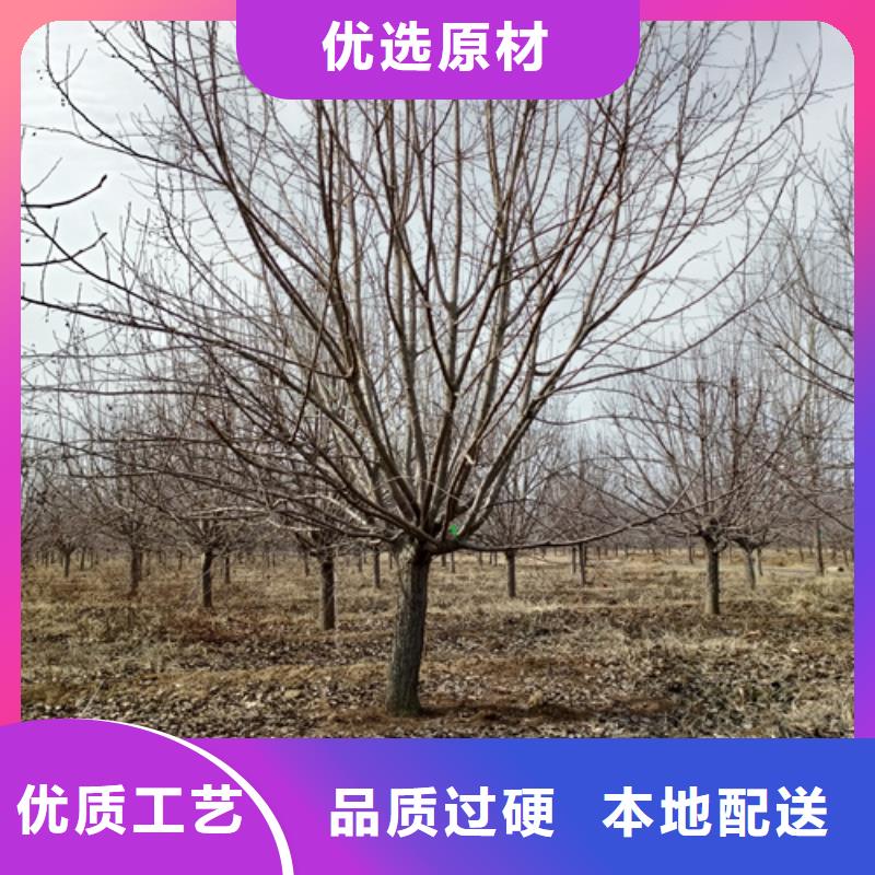 法桐-金叶复叶槭资质认证