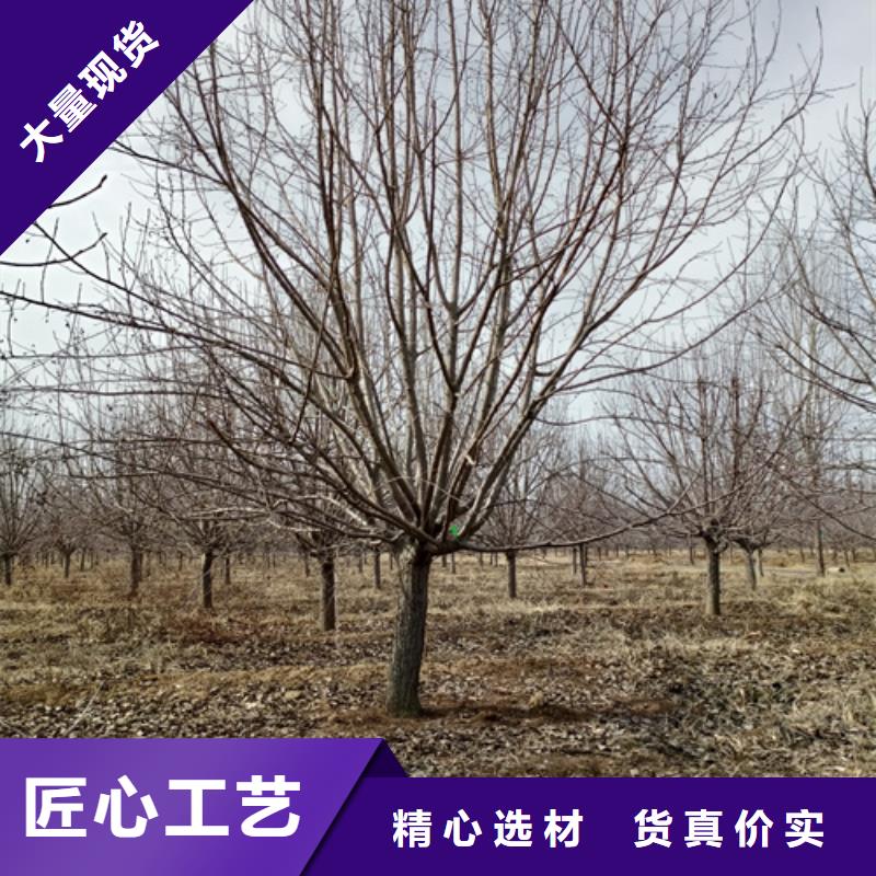 法桐颜色尺寸款式定制