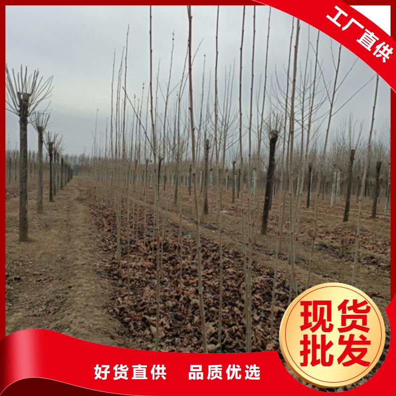 法桐颜色尺寸款式定制