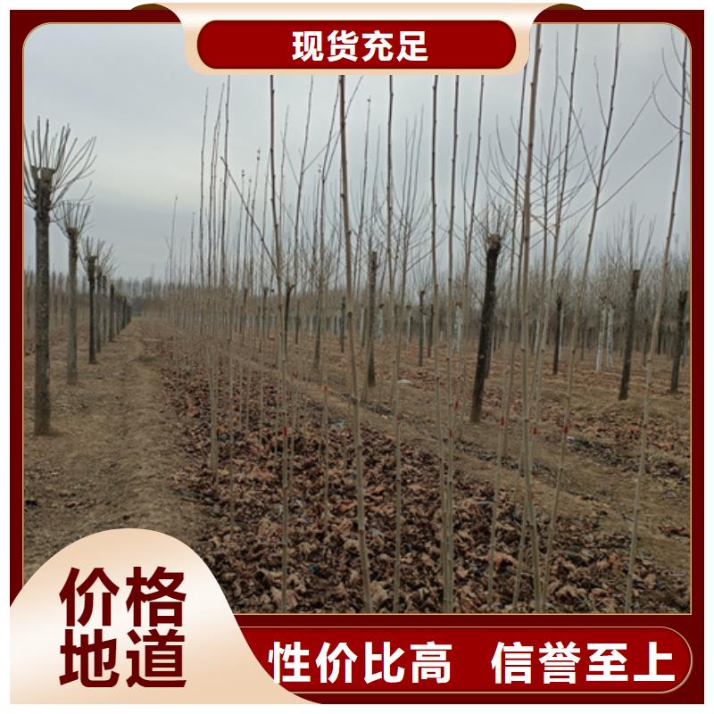 法桐-金叶复叶槭资质认证