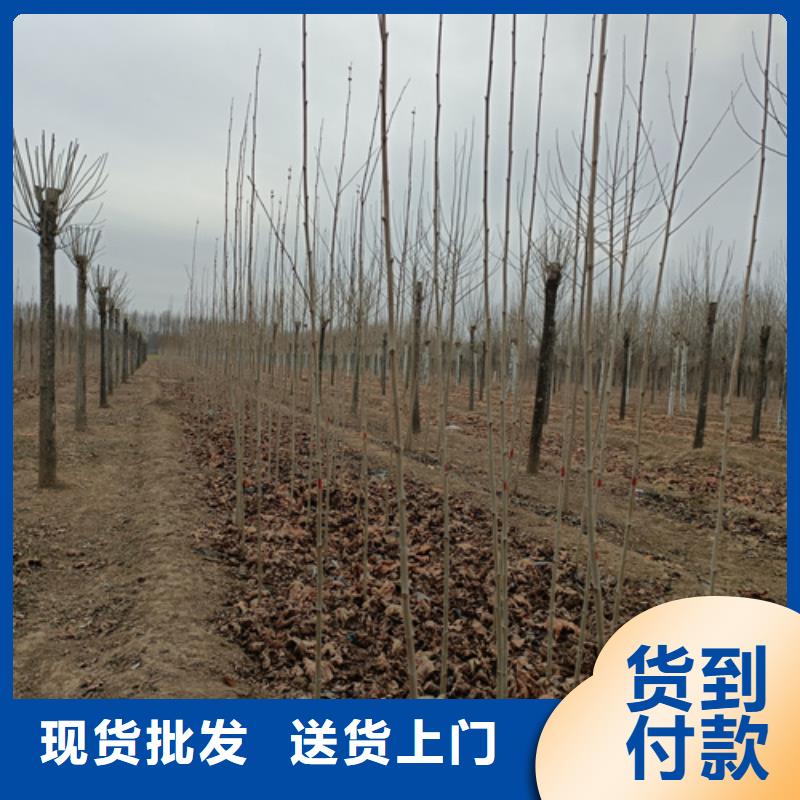 法桐-金叶复叶槭资质认证