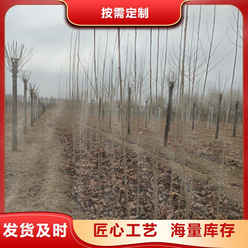 法桐-金叶复叶槭资质认证