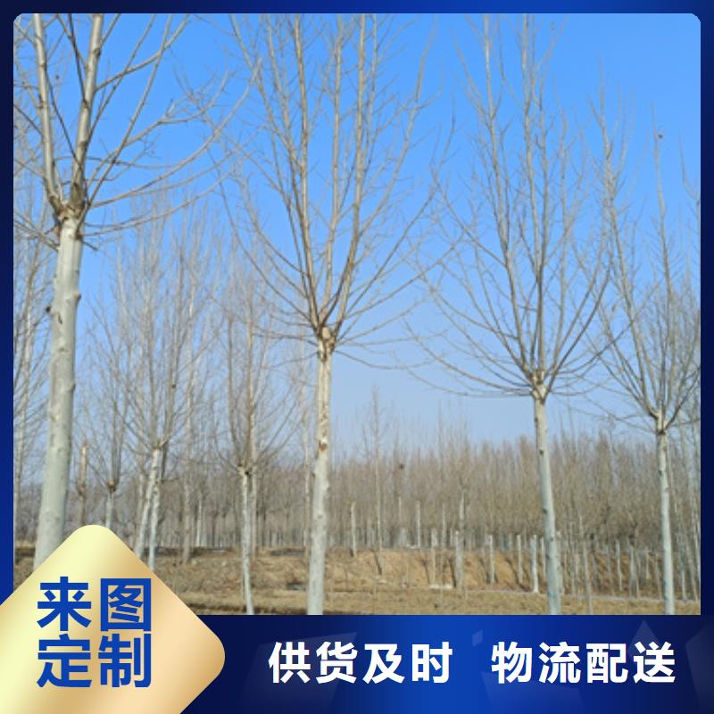 法桐-金叶复叶槭资质认证