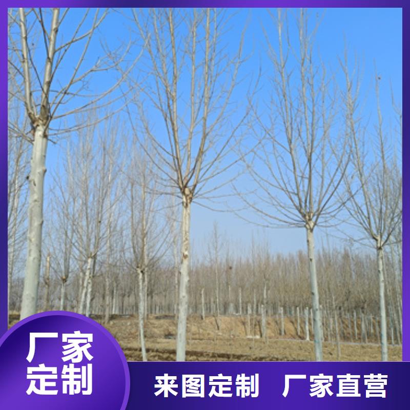 法桐-金叶复叶槭资质认证