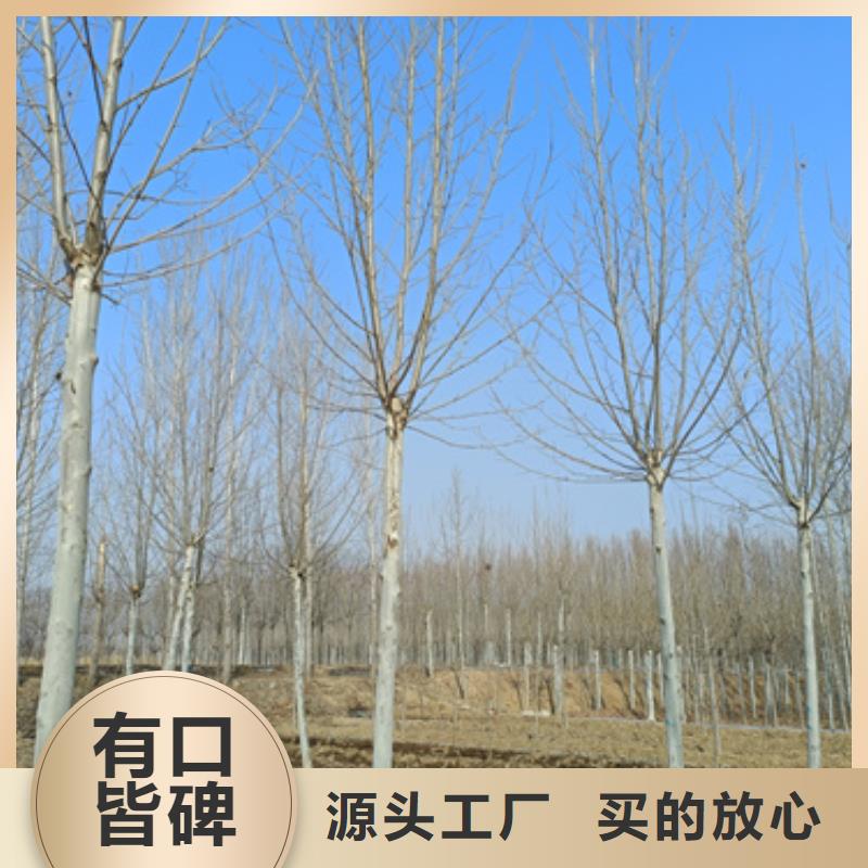 法桐颜色尺寸款式定制