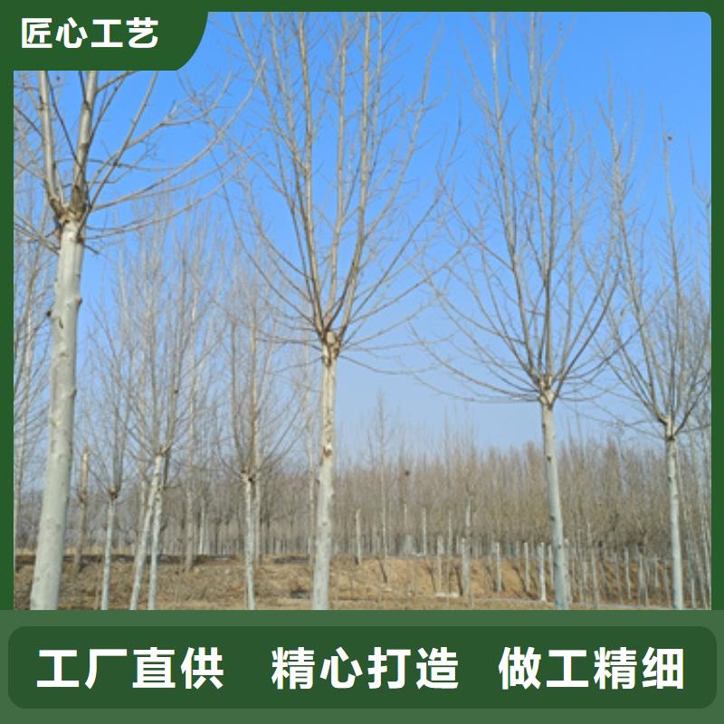 法桐-金叶复叶槭资质认证